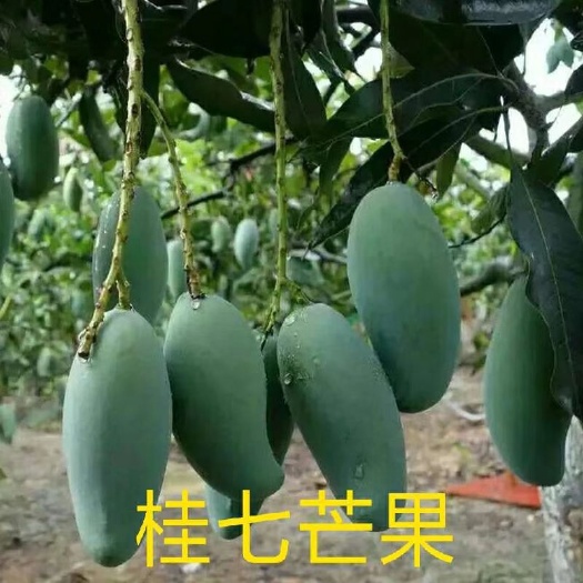 灵山县桂七芒果苗 金煌，桂七嫁接嫁接苗桂七芒之所以与众不同，