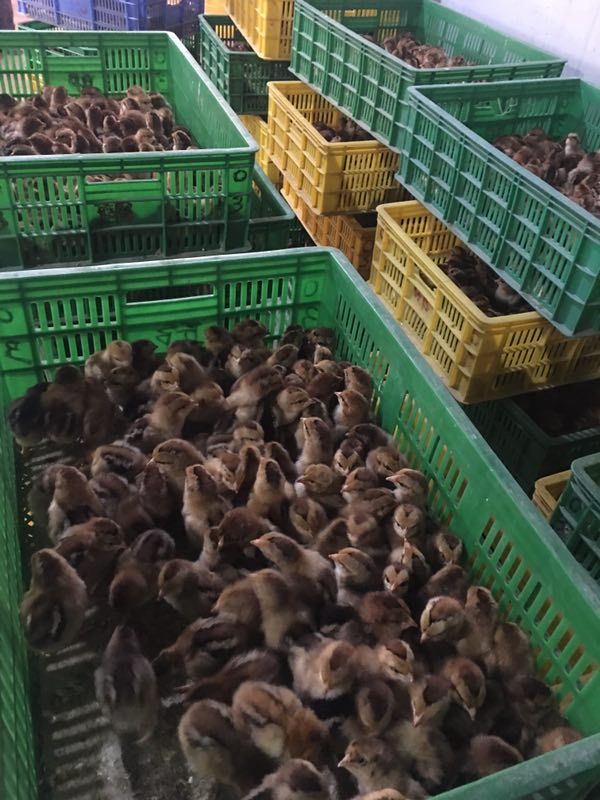 灵山土二鸡苗  成年6～7斤重