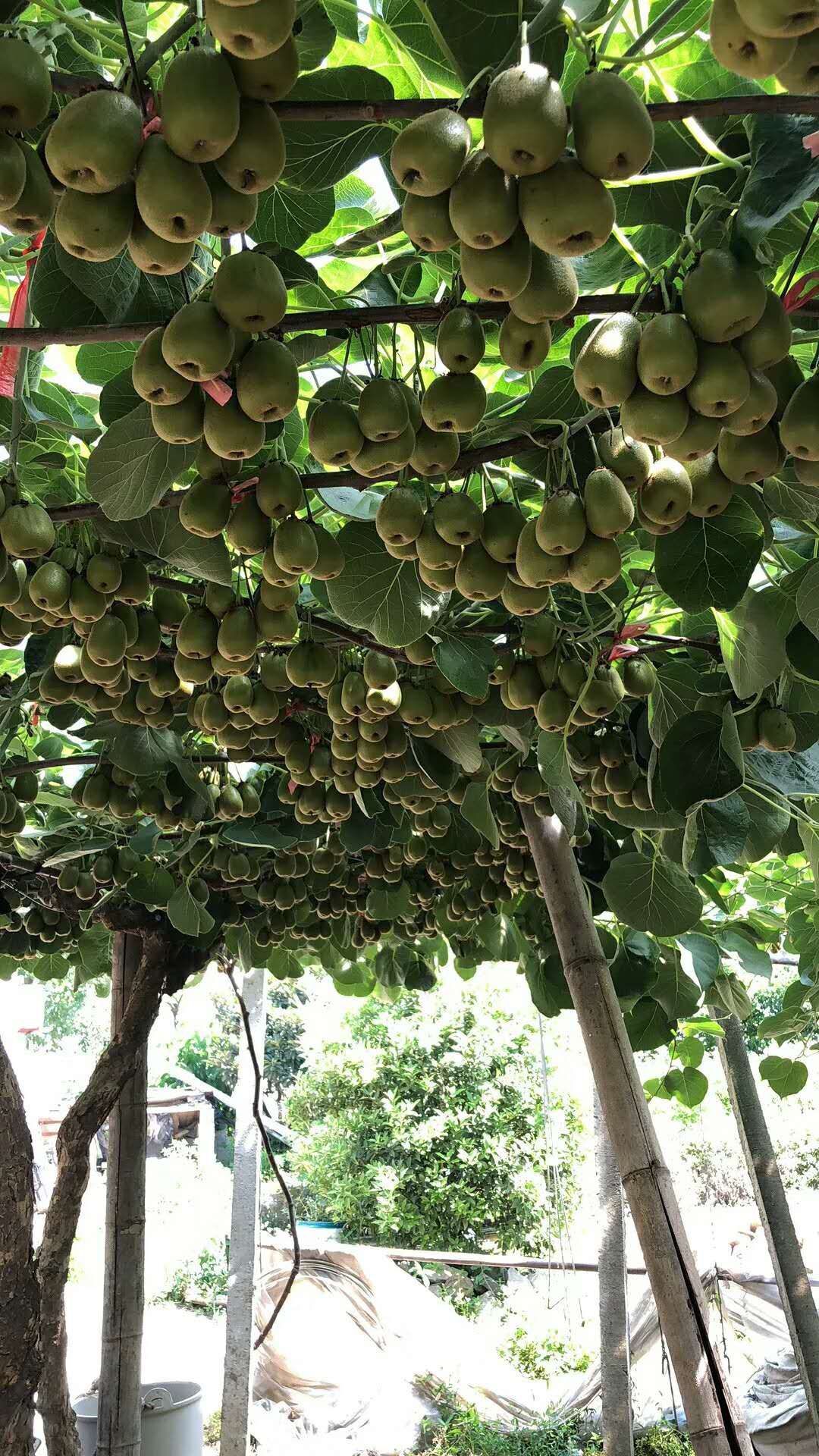  有机生态种植，都江堰红芯猕猴桃！