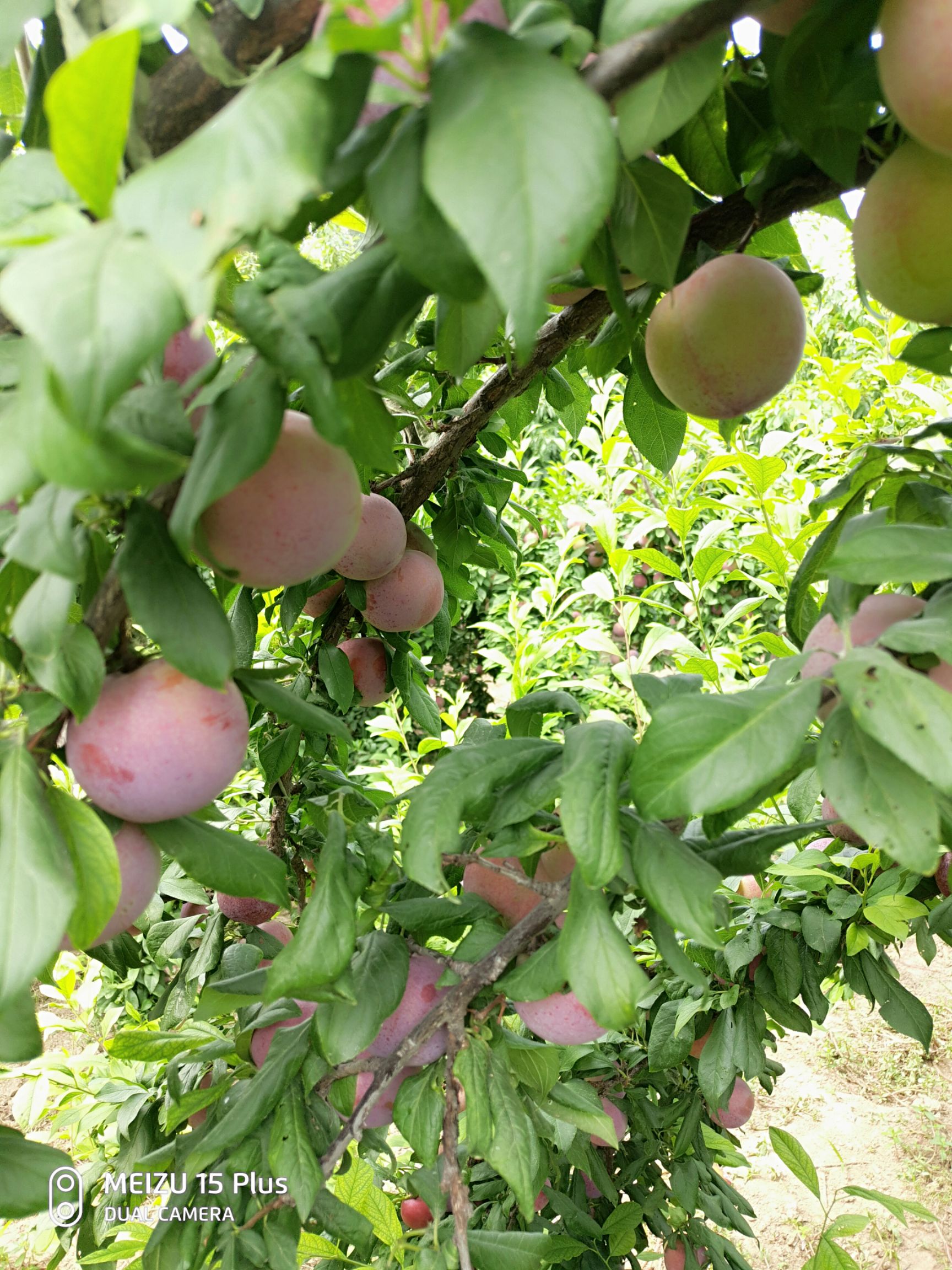 黑宝石李子 黑布林