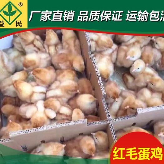 衡阳蛋鸡苗  红毛蛋鸡鸡苗厂家直销量大从优质量保证