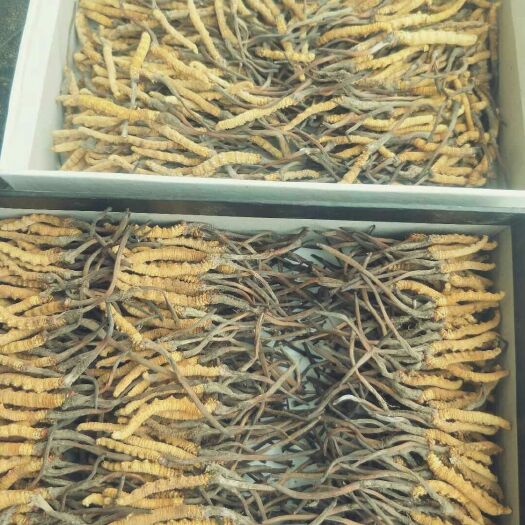 金川县 大量虫草批发，物美价廉