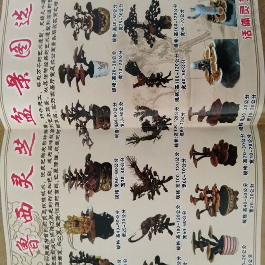 冠县 医用灵芝片