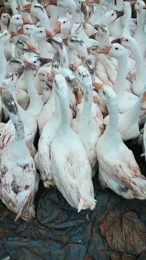 鄱阳县大三花鹅 大三花持续供应