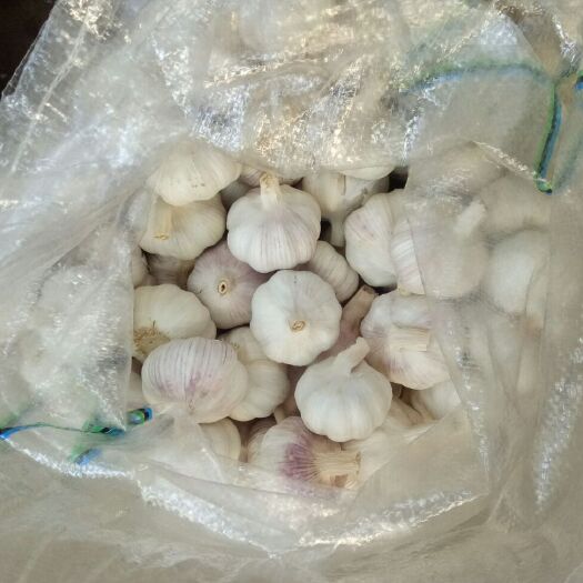 徐州 精品大蒜，质优，各个等级，机器分级