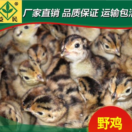 衡阳山鸡苗 包运输包出厂疫苗包运输成活保质保量