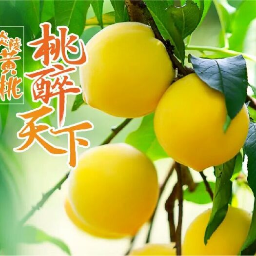 炎陵县炎陵黄桃 60mm以上 4两以上