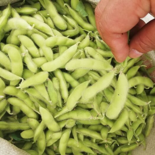 枣庄日本青毛豆