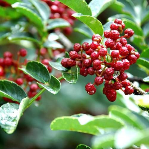 盐源县盐源鲜花椒 大红袍花椒 大凉山鲜花椒 大量上市中专业代办
