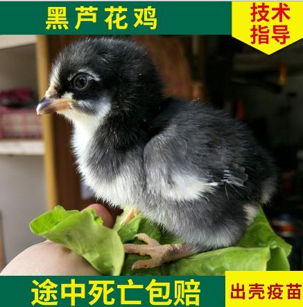 衡阳黑芦花鸡苗芦花鸡苗厂家直销量大从优质量保证包邮包打液氮马立