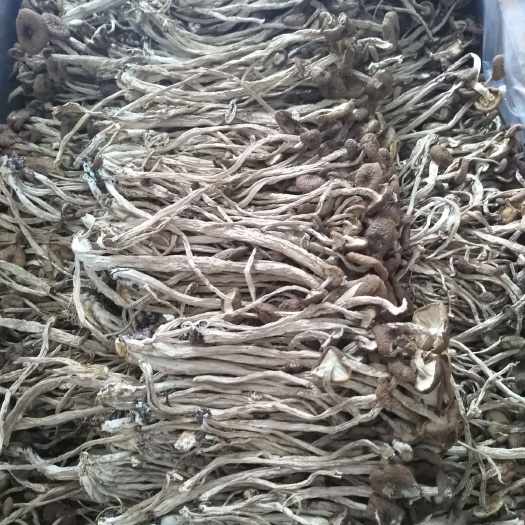 屏南县广昌5号茶树菇 32