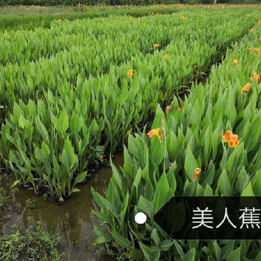 安新县黄菖蒲 水生植物