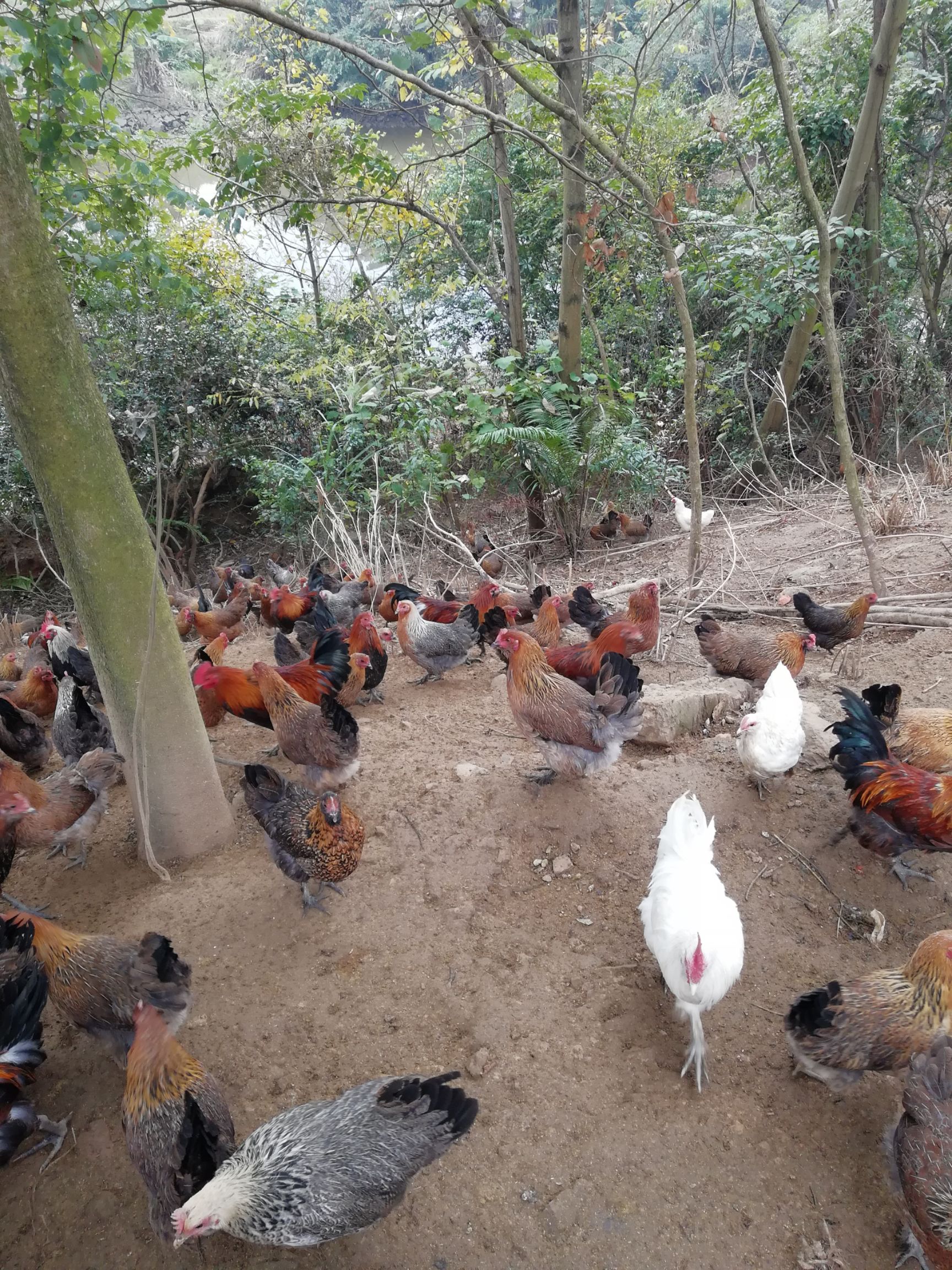 [龙胜凤鸡批发] 龙胜凤鸡价格20元/斤 - 惠农网