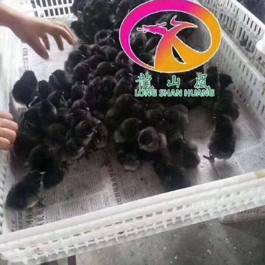 隆回县旧院黑鸡鸡苗 旧院黑鸡