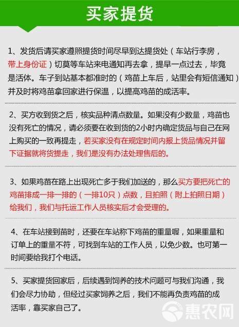 黑芦花鸡苗芦花鸡苗厂家直销量大从优质量保证包邮包打液氮马立