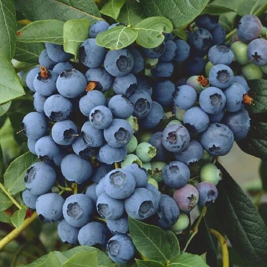 长治蓝莓苗盆栽带花苞发货四季种植蓝梅树苗南北方当年结果蓝莓