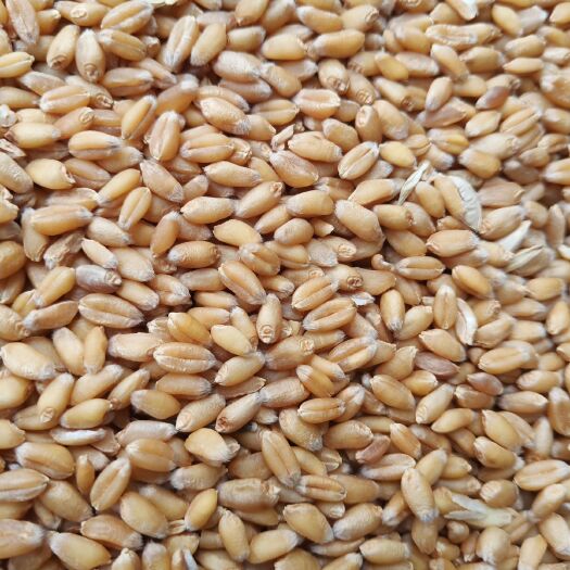 濉溪县混合小麦