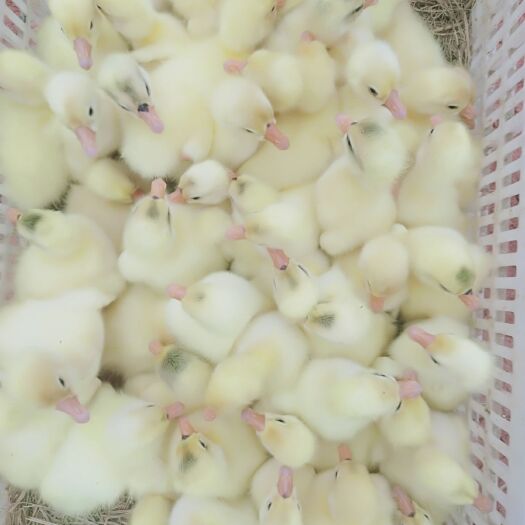 鄱阳县 大三花鹅苗顺季反季持续供应！