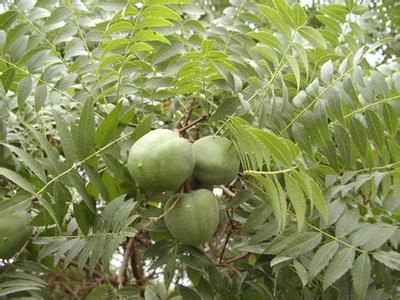 石楼县 文冠果俗称木瓜