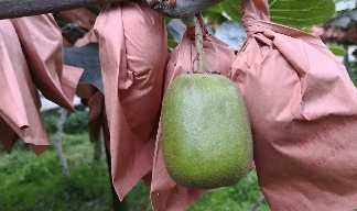  有机生态种植，都江堰红芯猕猴桃！