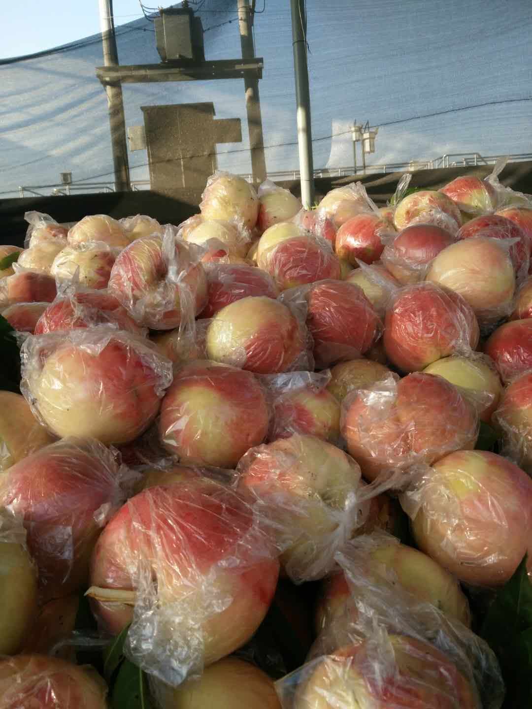 秦王桃 公斤桃，硬度好的很，需要的老板联系我