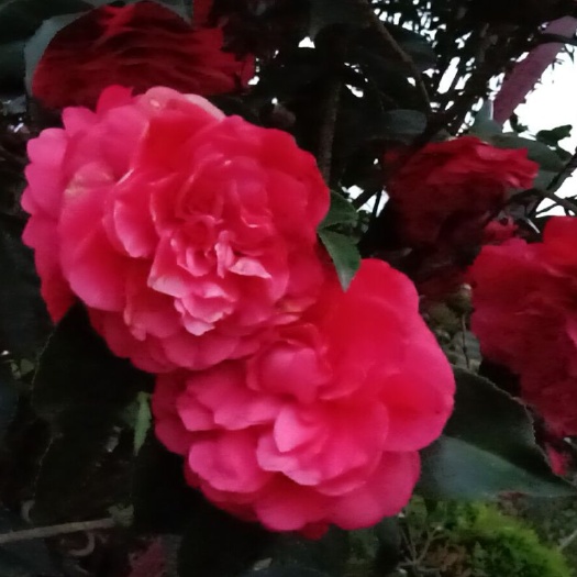 浦城县 大红，粉红茶花