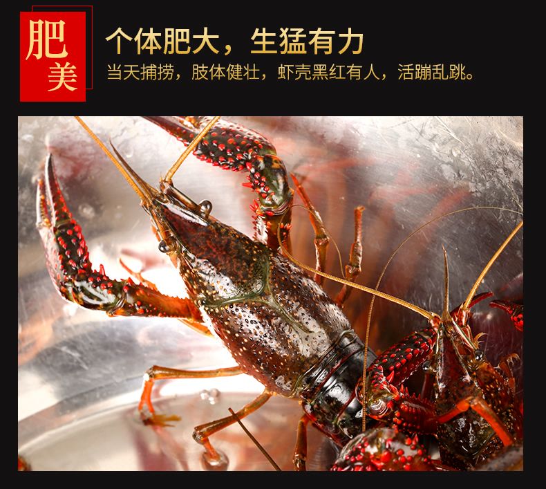 潜江小龙虾中青大青678910硬规格炮头两虾酒店专用虾包邮