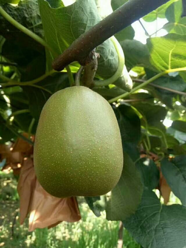  有机生态种植，都江堰红芯猕猴桃！