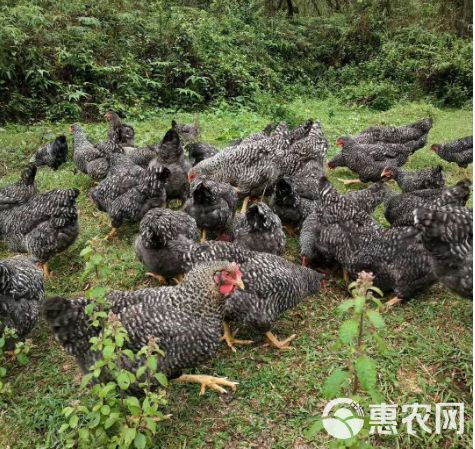 黑芦花鸡苗芦花鸡苗厂家直销量大从优质量保证包邮包打液氮马立