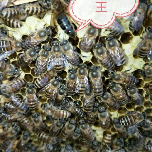 南丹县中华蜜蜂  蜜蜂，蜂王。本土蜜蜂