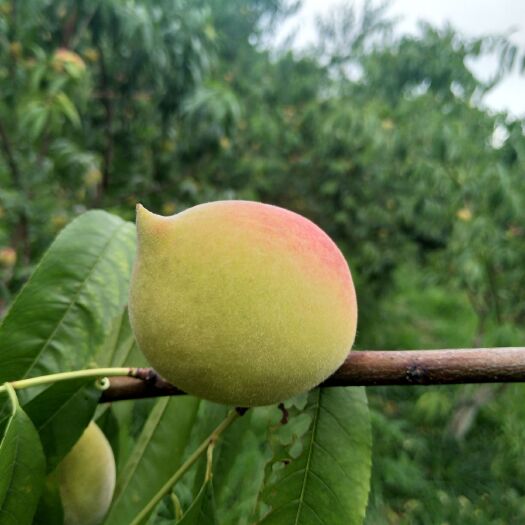 乳源县鹰嘴蜜桃 广东韶关鹰嘴桃果园现摘新鲜可谈价格