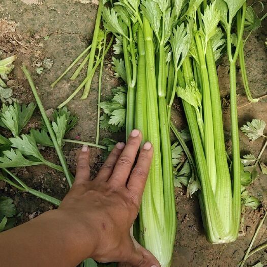 靖边县毛芹 货源充足，欢迎各地客商前来，