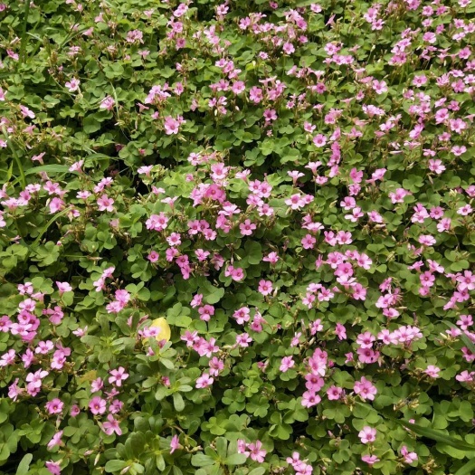 青州市红花酢浆草 自家红花炸浆草