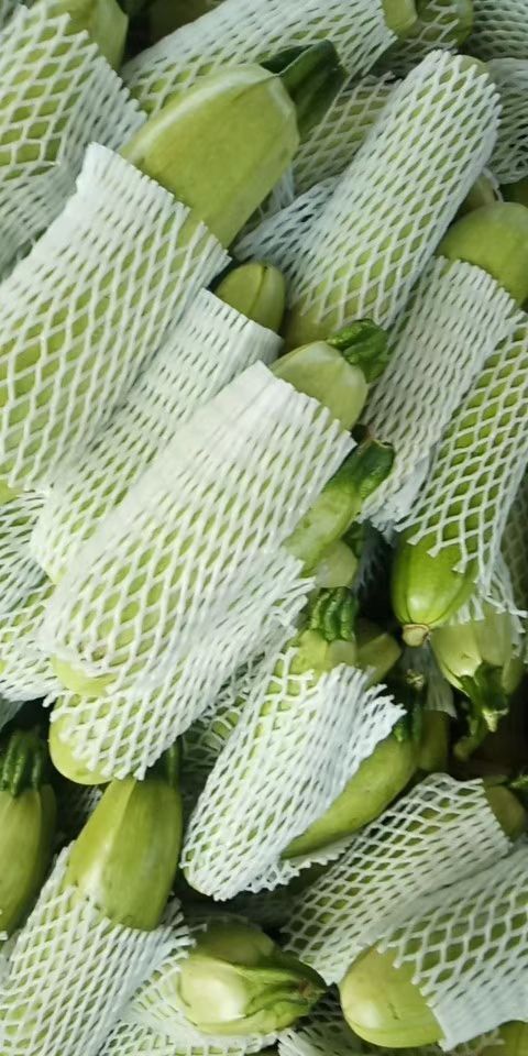 阳谷县法拉利西葫芦