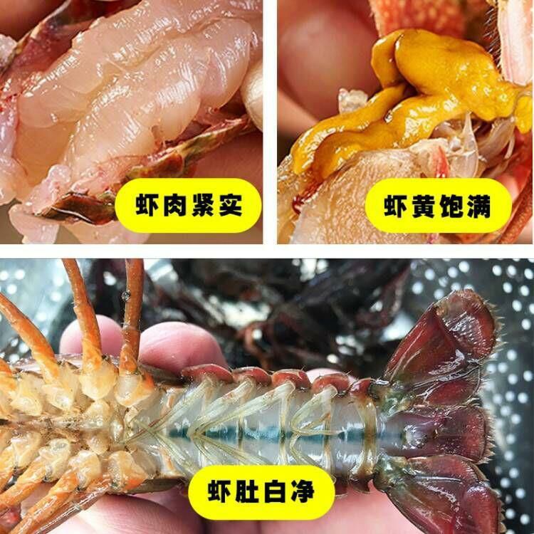 潜江小龙虾中青大青678910硬规格炮头两虾酒店专用虾包邮
