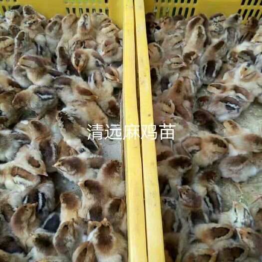 南宁 清远麻鸡苗