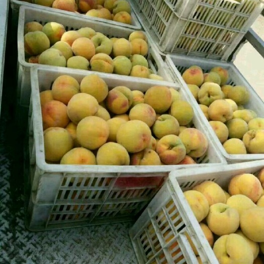 砀山县黄桃83 83罐头桃7月1号成熟