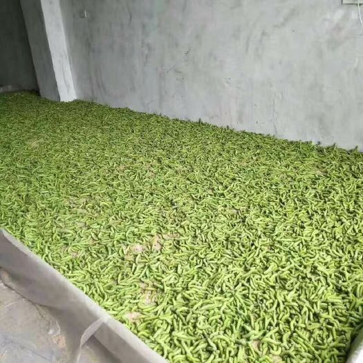 鹿邑县 豆丹，豆虫