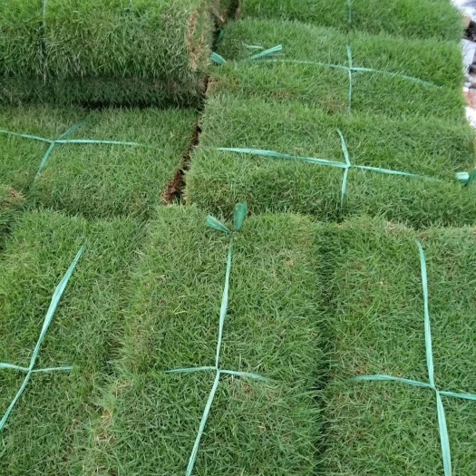 博罗县 大量草皮供应