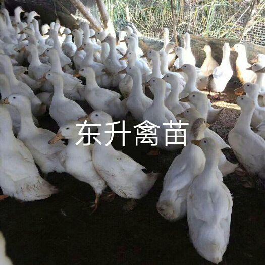 南宁 樱桃谷白鸭苗