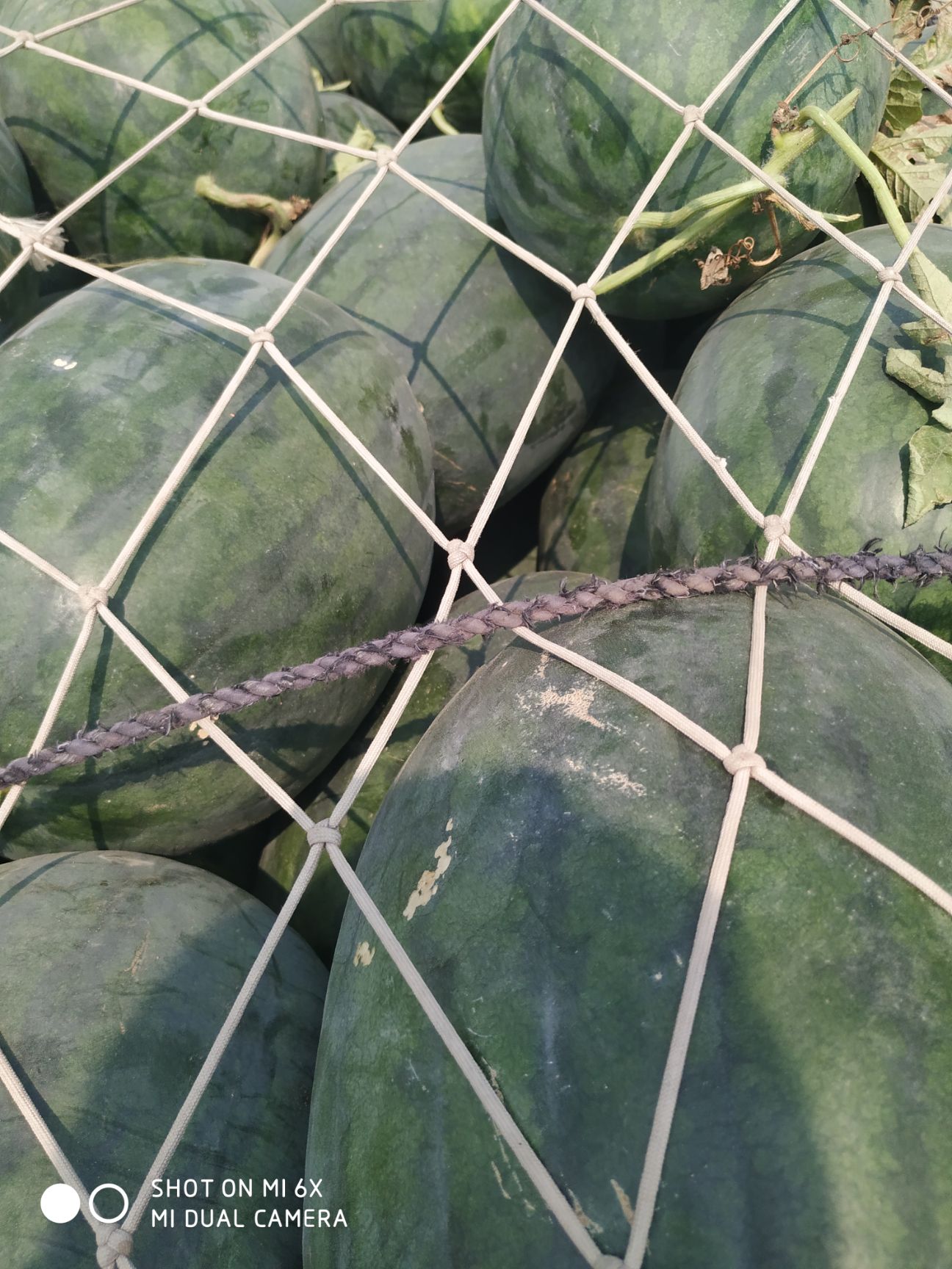 龙卷风西瓜品种介绍图片