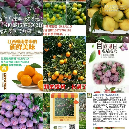 寻乌县寻乌蜜桔  新鲜水果，蜜脆桃李橙桔
