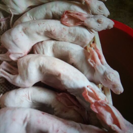 兔肉类 活兔宰杀，新鲜