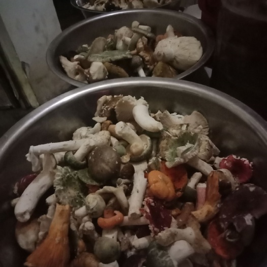 营山县鸡油菌 夏季雨后生长的纯山里野生菌，一般有青堂菇，松树菌，馍馍菌等