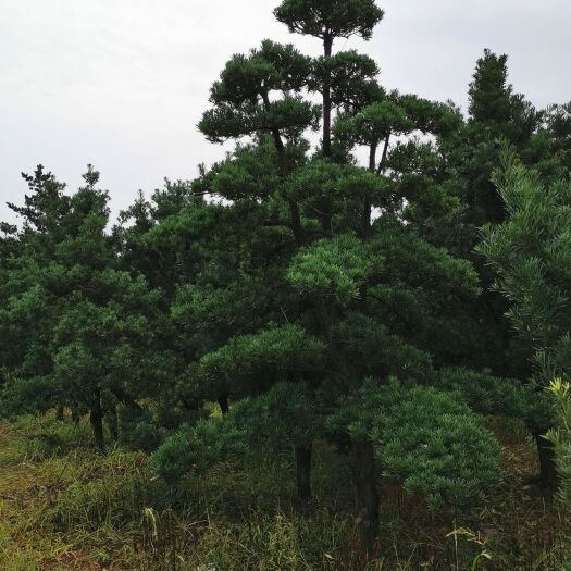 鹰潭 造型罗汉松，盆景，大小不同品种供应