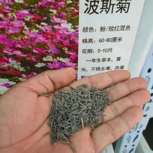 波斯菊种子  一年生草本，大面积种植开花时美丽壮观