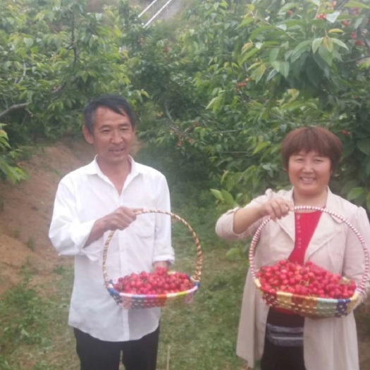 蒙阴县 蒙阴卧虎山家庭农场大樱桃为明年成熟预售中招商