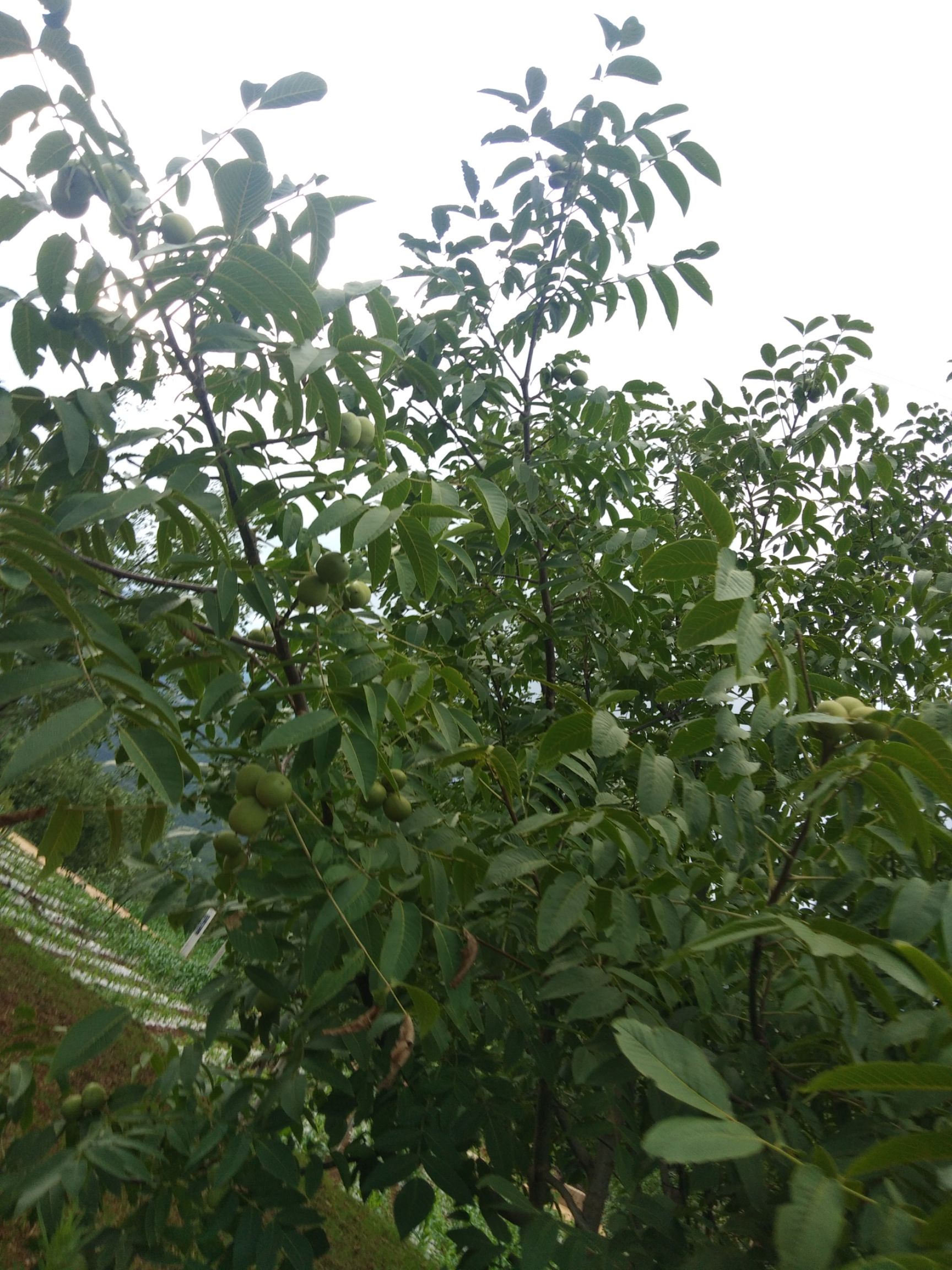  老家1000亩新鲜核桃马上可以吃了。