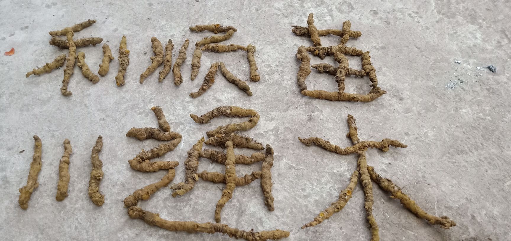 黄连 农户基地直供优质支连，统连，鸡爪连