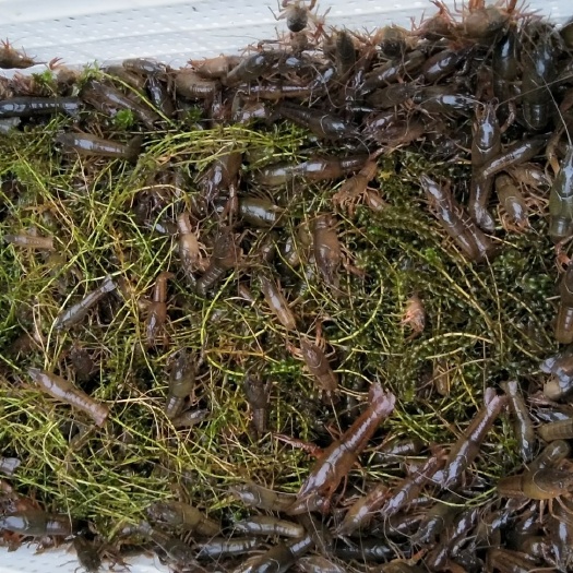 监利市小龙虾苗 稻田虾，湖虾